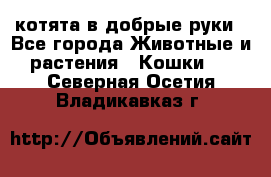 котята в добрые руки - Все города Животные и растения » Кошки   . Северная Осетия,Владикавказ г.